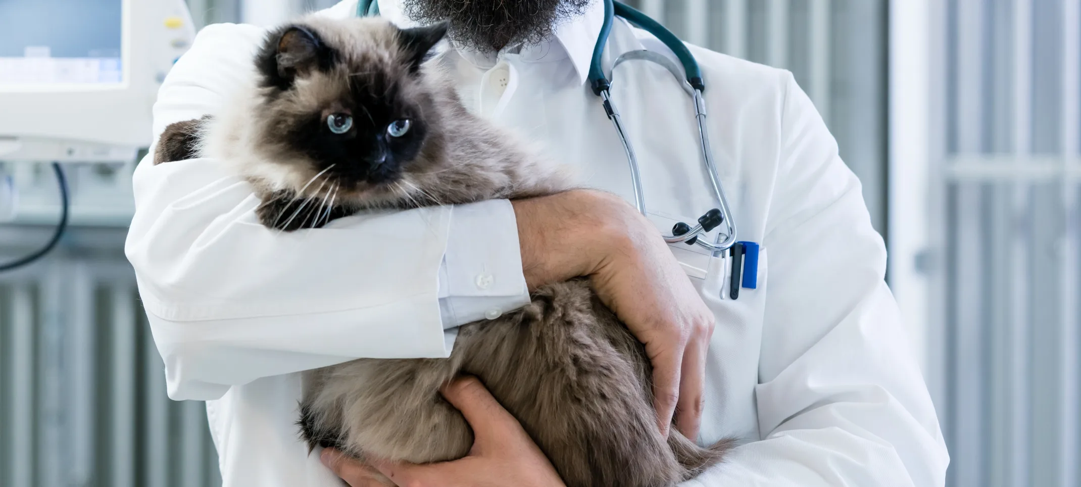 Male Veterinarian is holding a fluffy Siamese cat in a medical office while smiling for the camera to pose for a photo. 